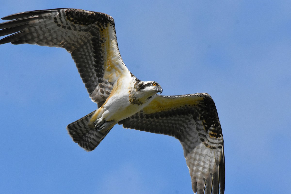 Balbuzard pêcheur - ML643513515