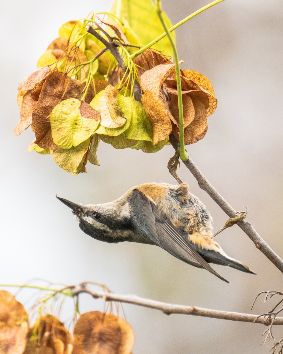 Red-breasted Nuthatch - ML643513516