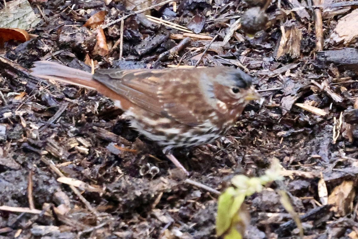 Fox Sparrow - ML643513517