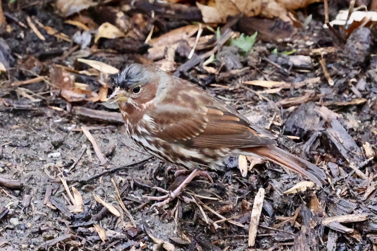 Fox Sparrow - ML643513518