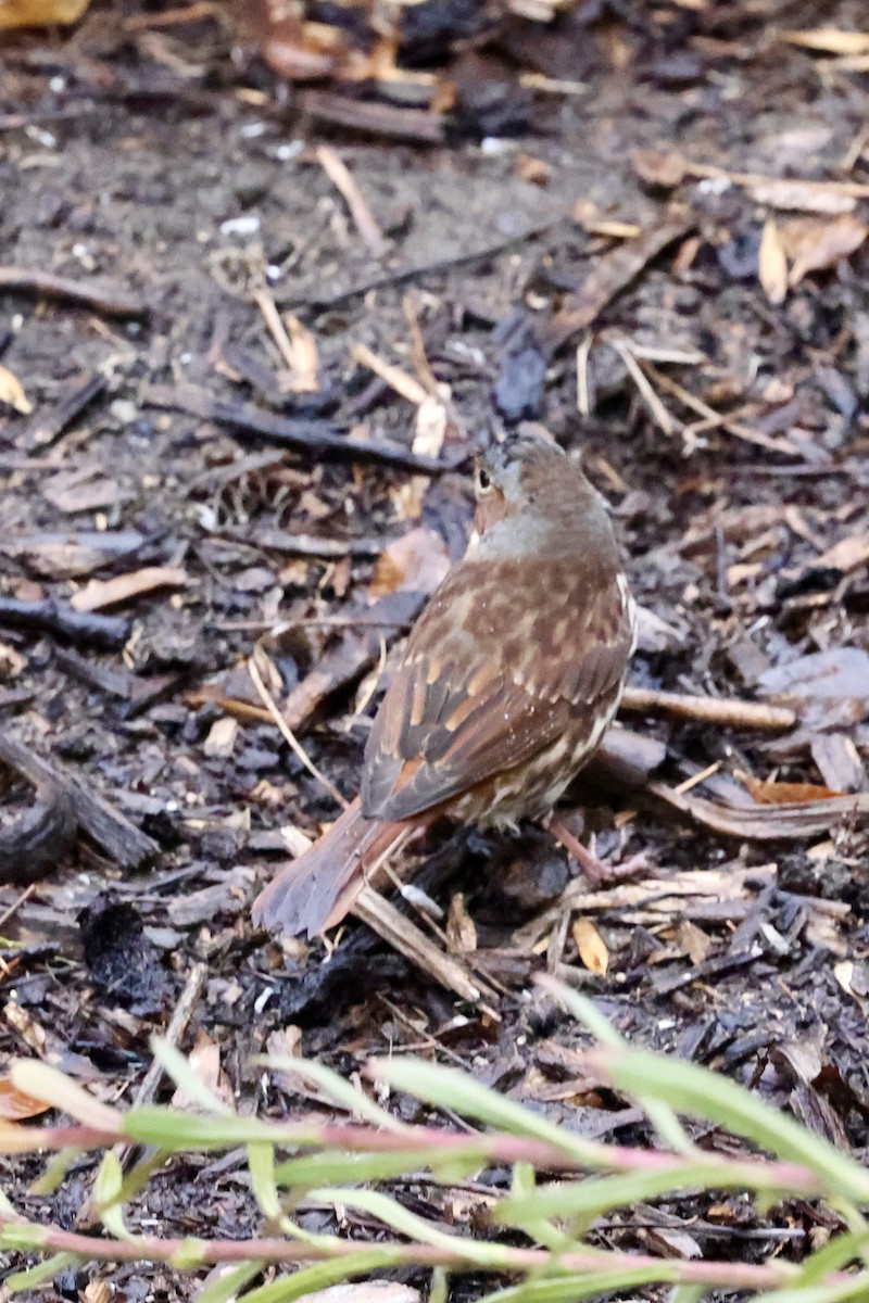 Fox Sparrow - ML643513519