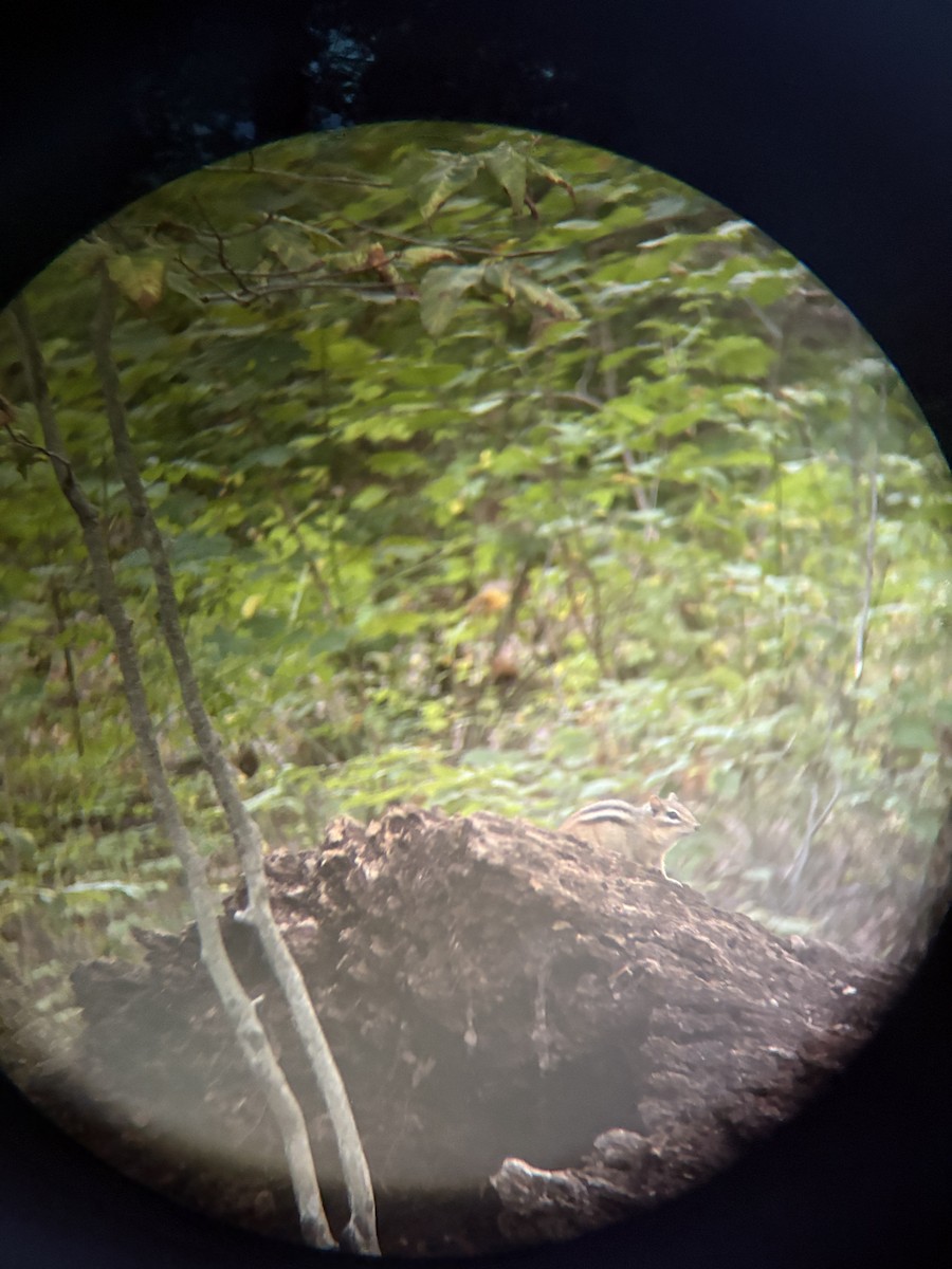 Eastern Chipmunk - ML643513537