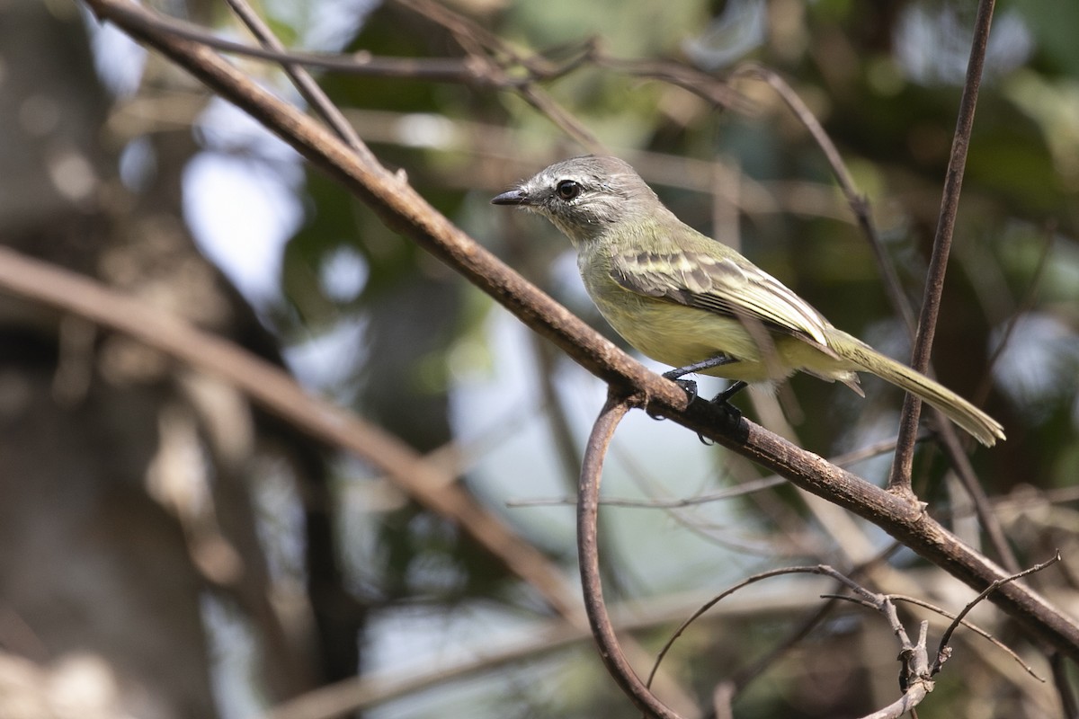 Forest Elaenia - ML643513539