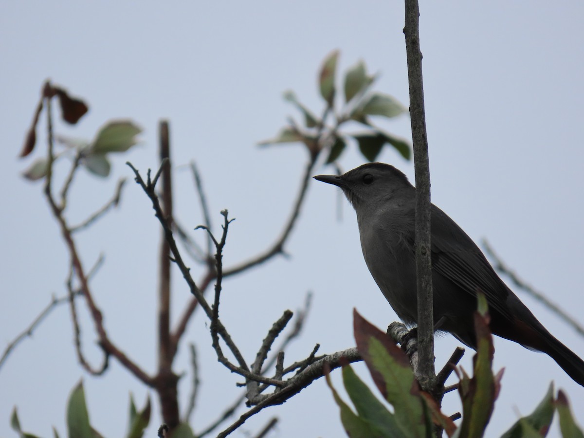Gray Catbird - ML643513541