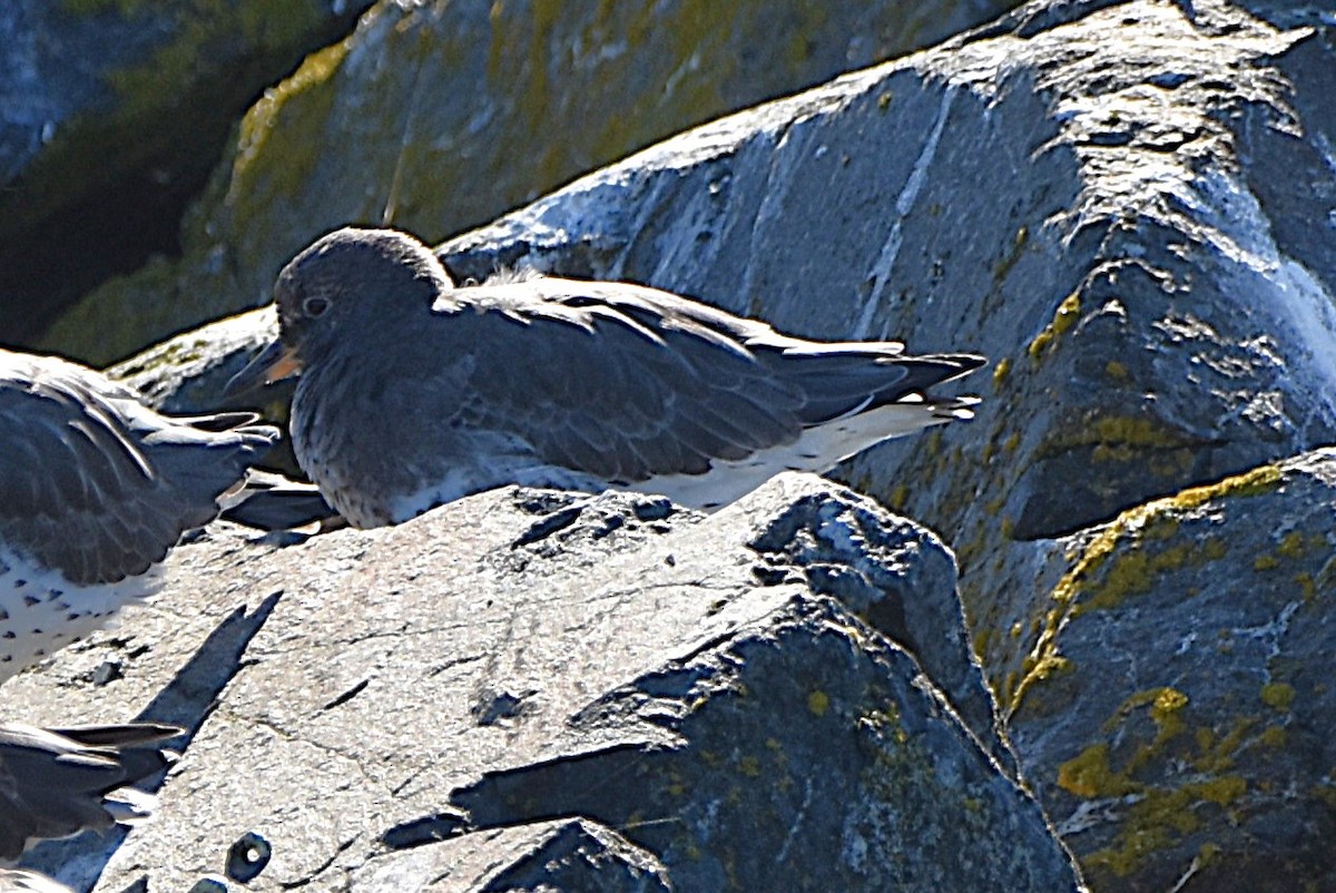 Surfbird - ML643513547