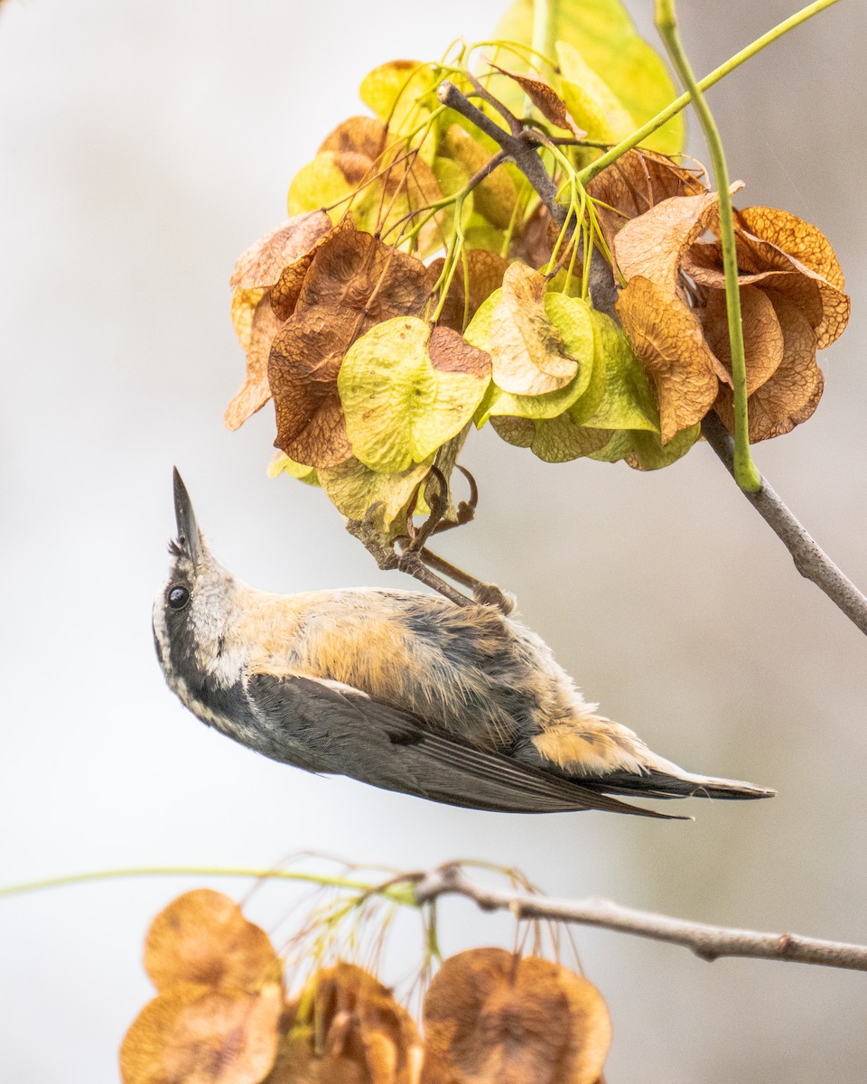Red-breasted Nuthatch - ML643513553