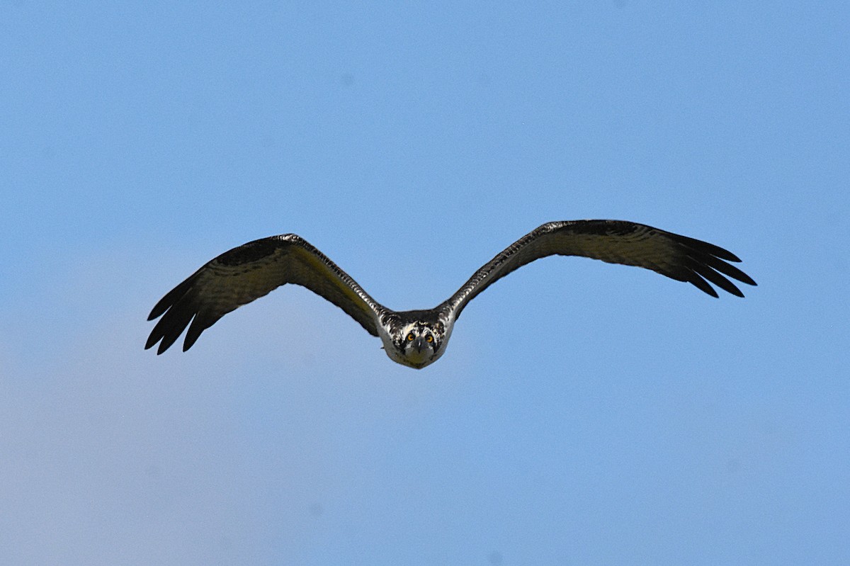 Balbuzard pêcheur - ML643513567