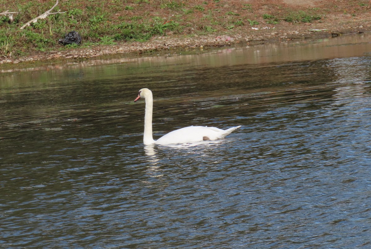 Cisne Vulgar - ML643513578