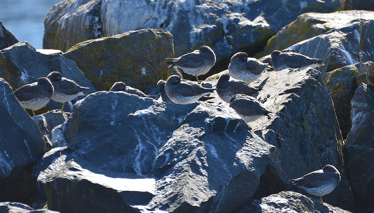 Surfbird - ML643513580