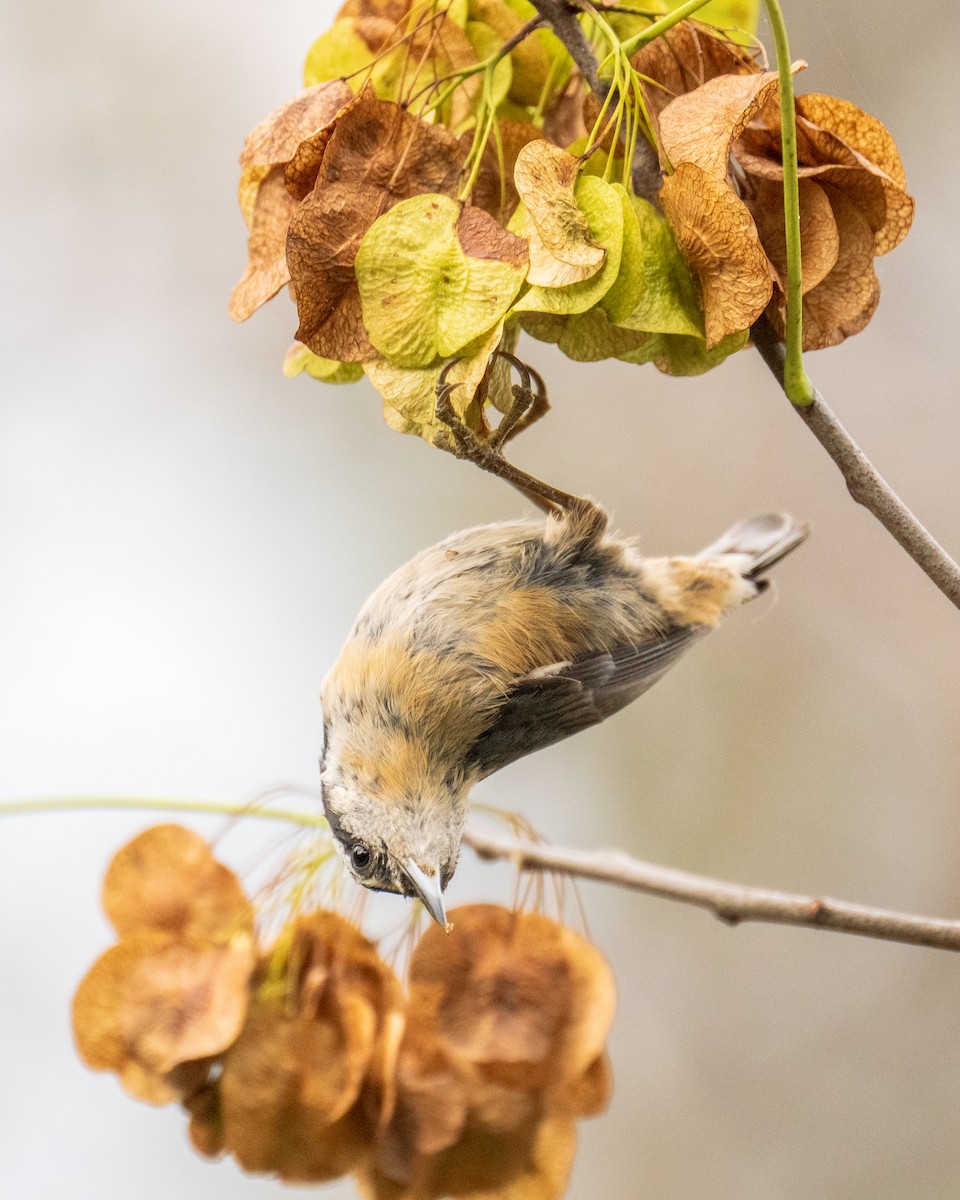Red-breasted Nuthatch - ML643513587