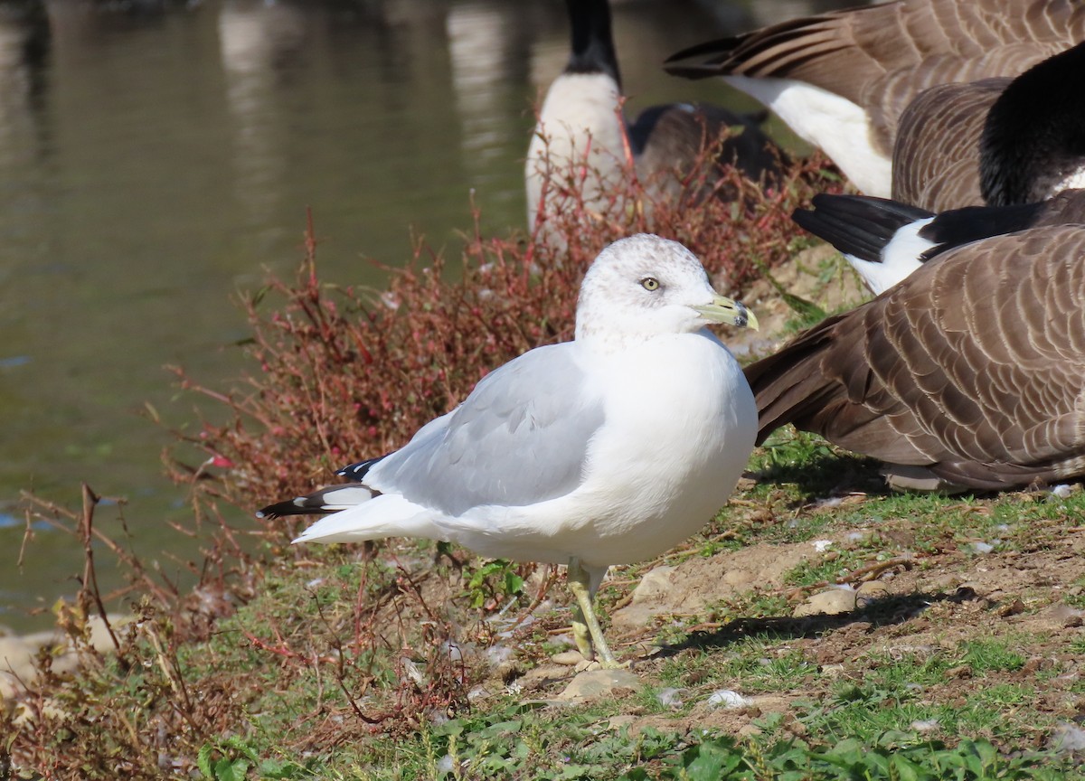Gaviota de Delaware - ML643513591