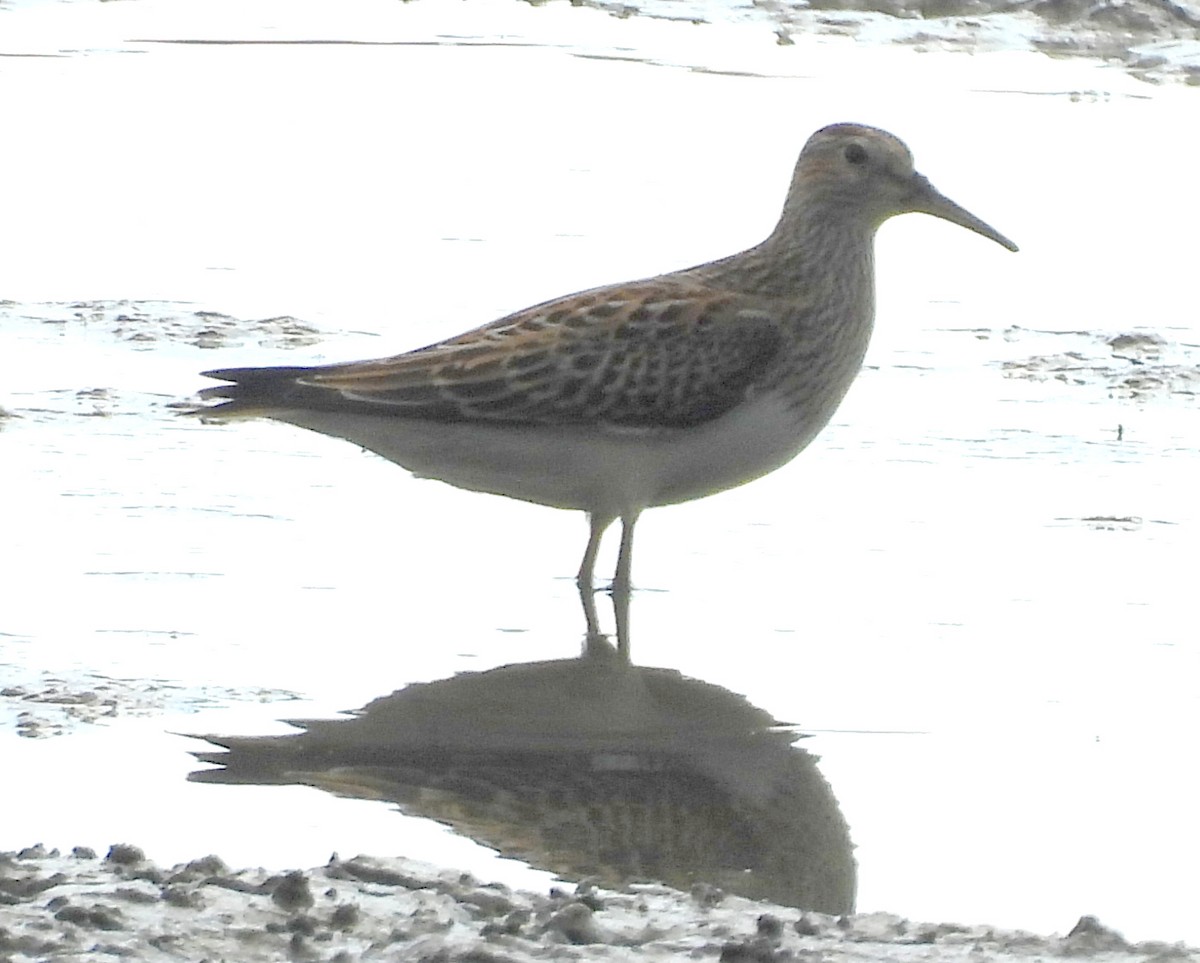 Pectoral Sandpiper - ML643513593