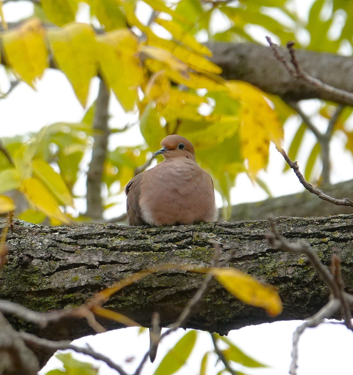 Mourning Dove - ML643513608