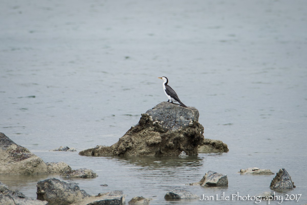 Little Pied Cormorant - Jan Lile