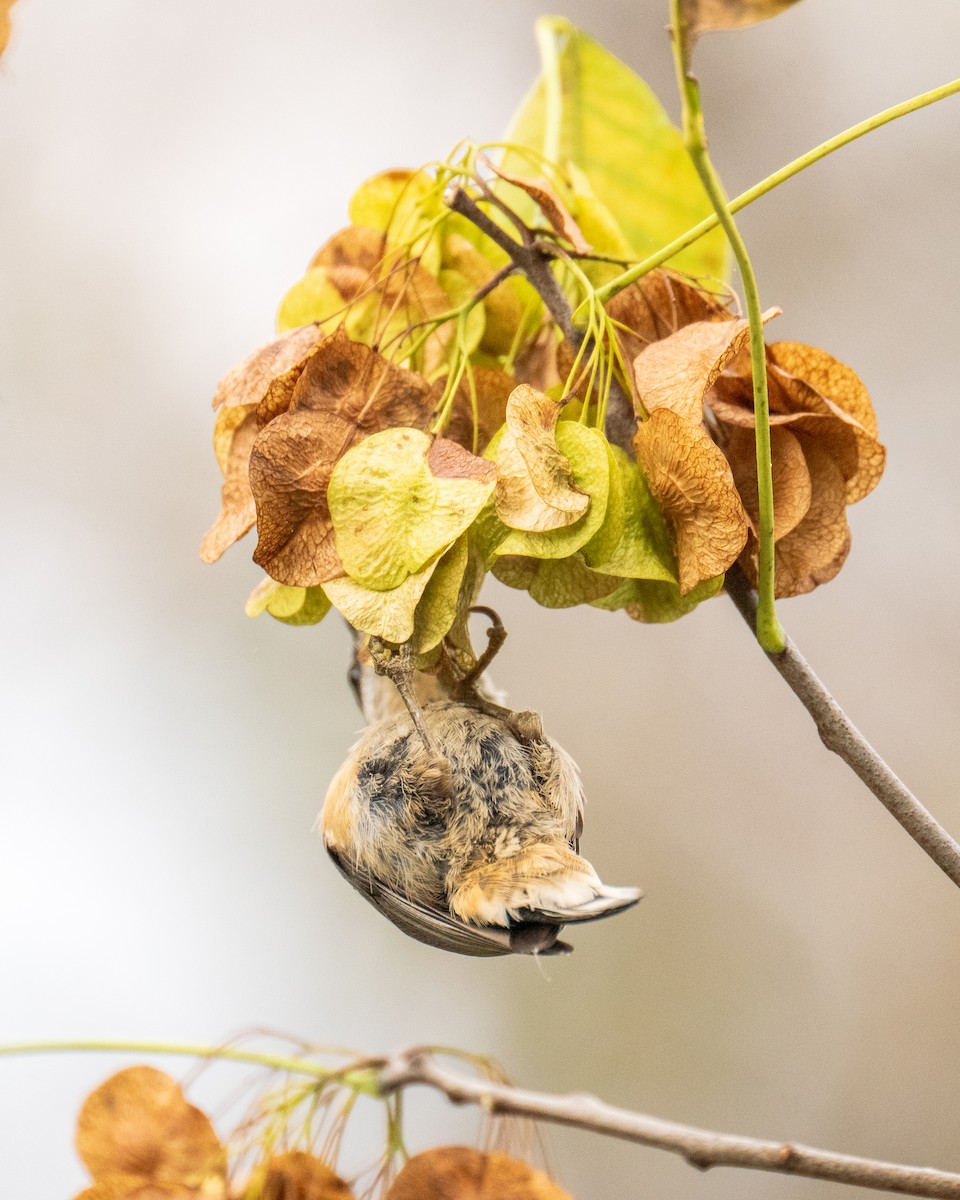 Red-breasted Nuthatch - ML643513622
