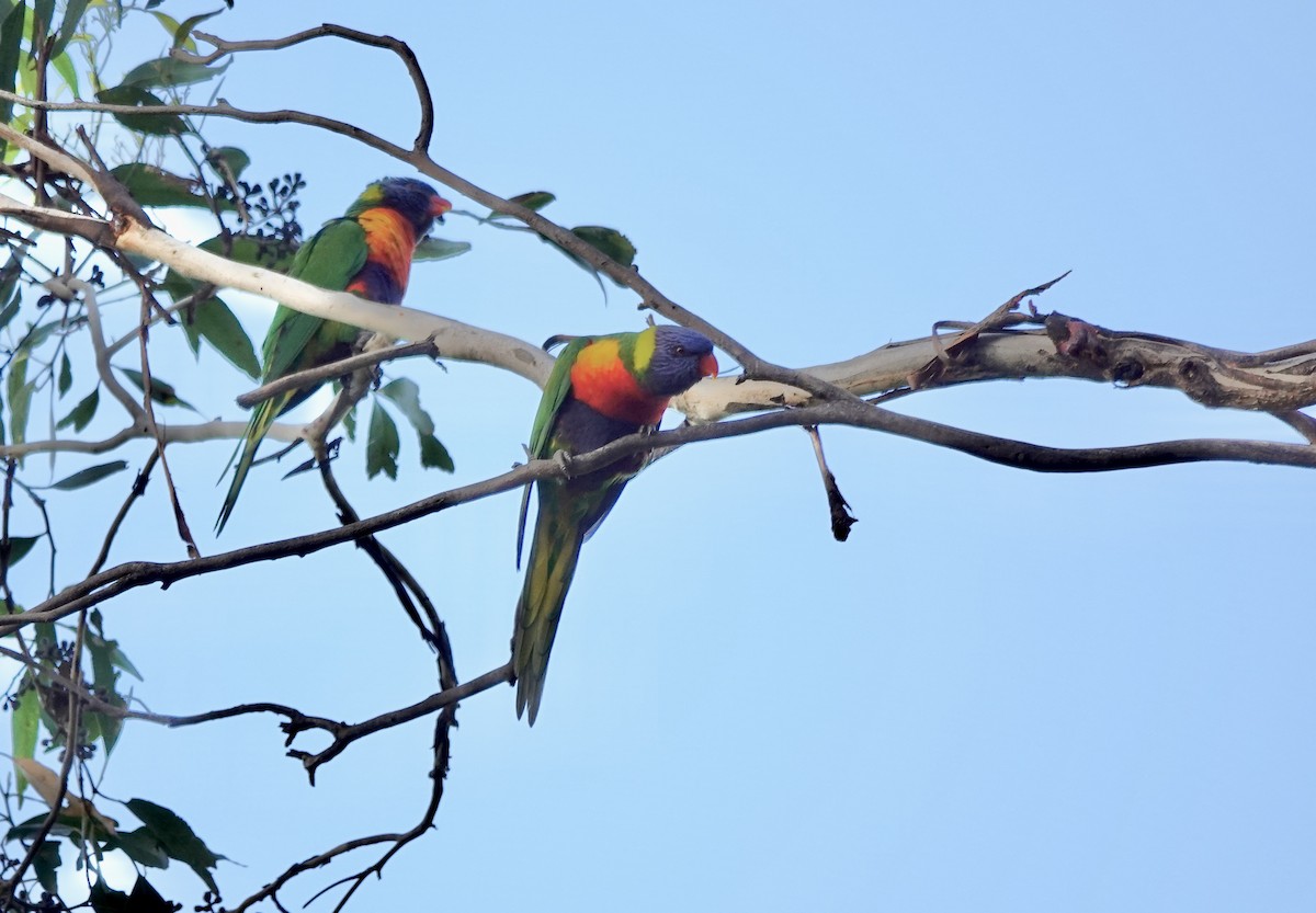 Rainbow Lorikeet - ML643513629