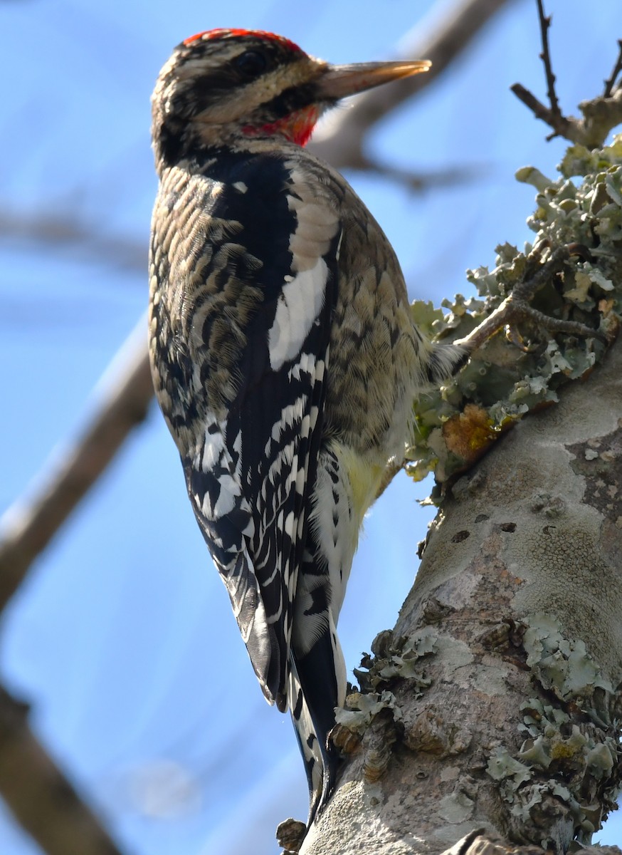 Yellow-bellied Sapsucker - ML643513630