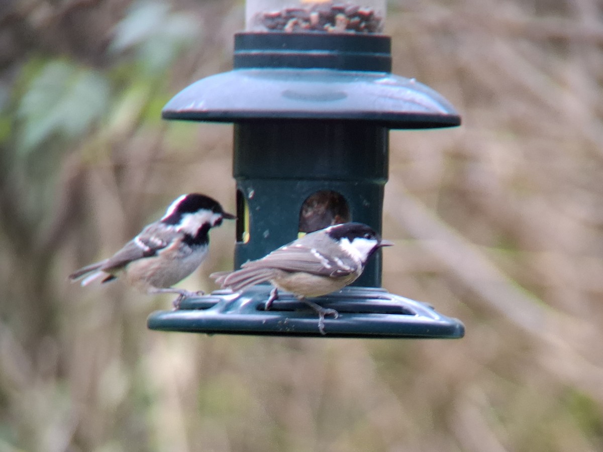 Marsh Tit - ML643513631