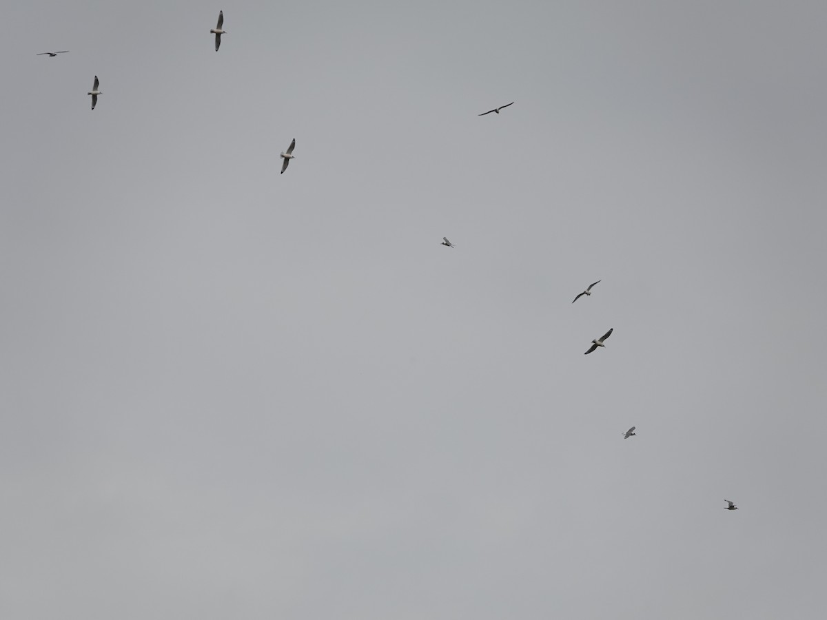 Gaviota Pipizcan - ML643513637