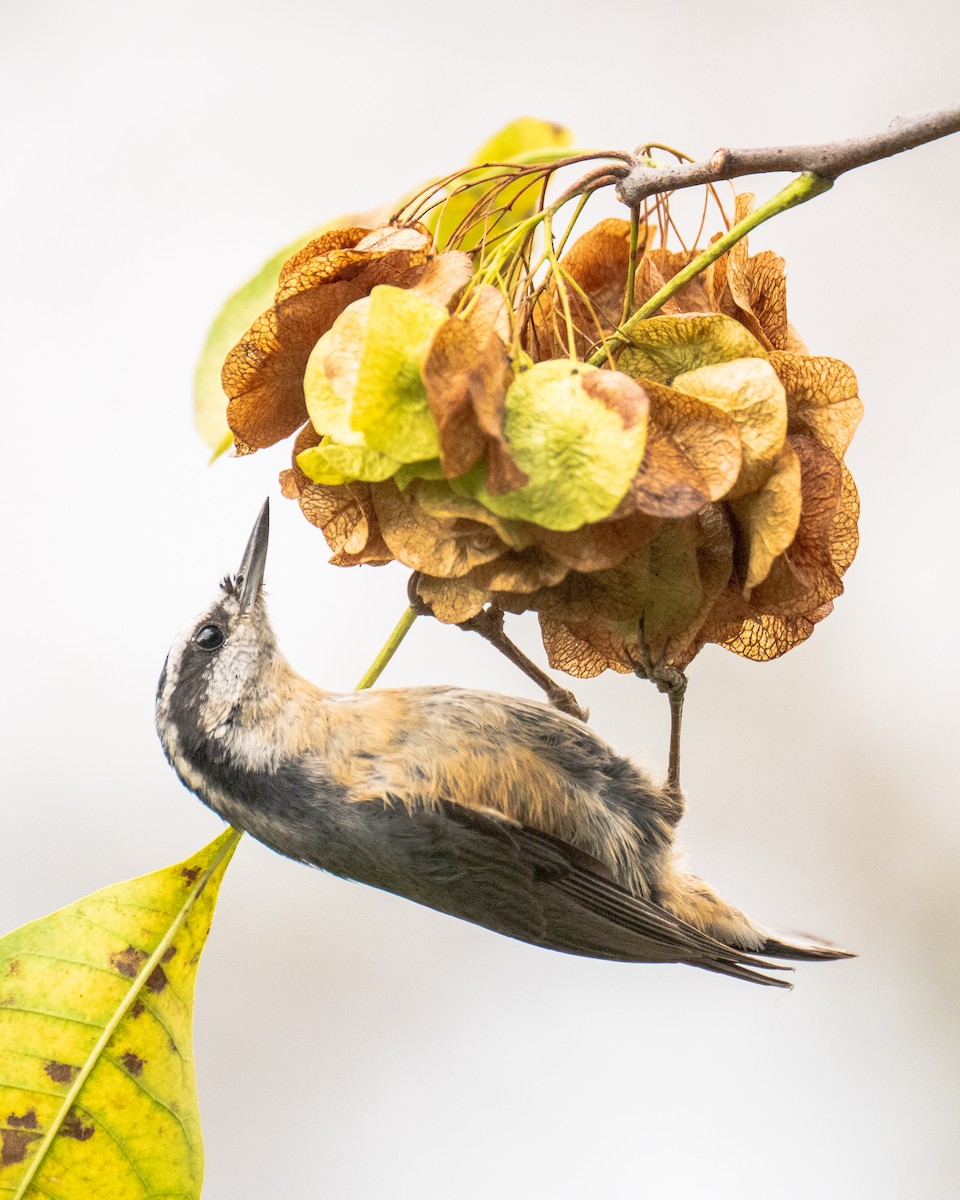 Red-breasted Nuthatch - ML643513640