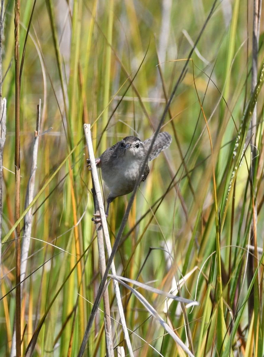 Marsh Wren - ML643513646