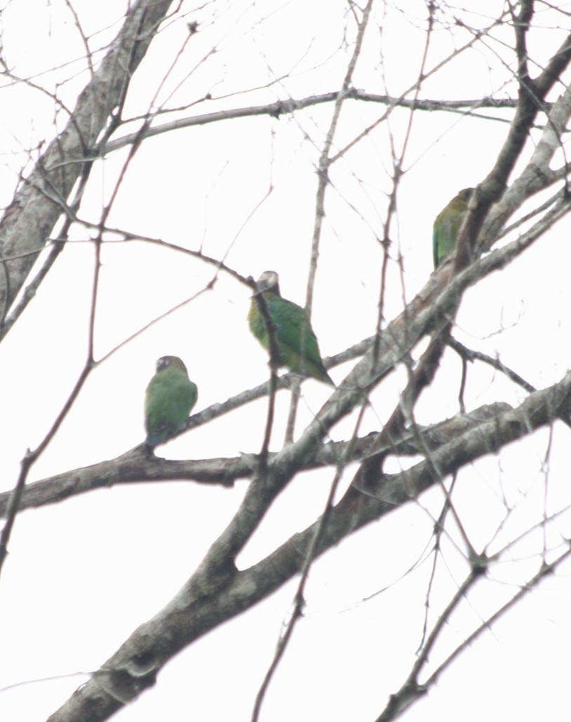 Brown-hooded Parrot - ML643513647