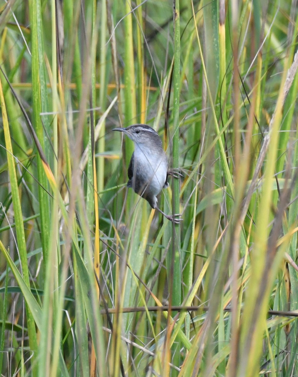 Marsh Wren - ML643513648
