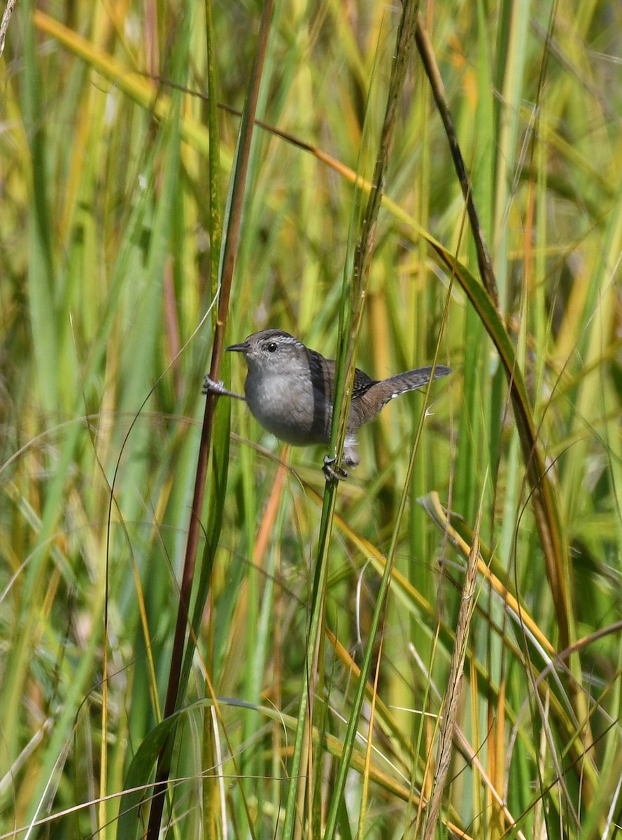 Marsh Wren - ML643513649