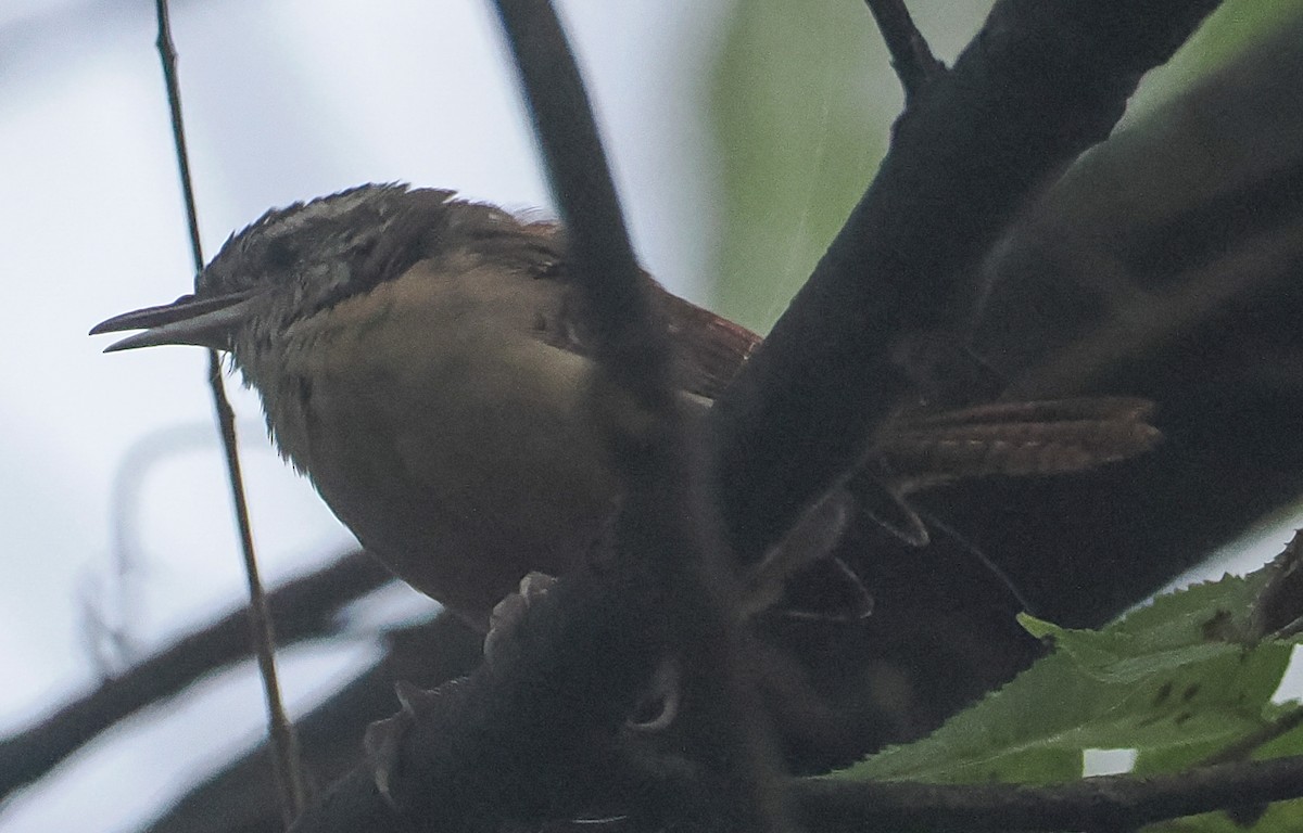 Carolina Wren - ML643513651