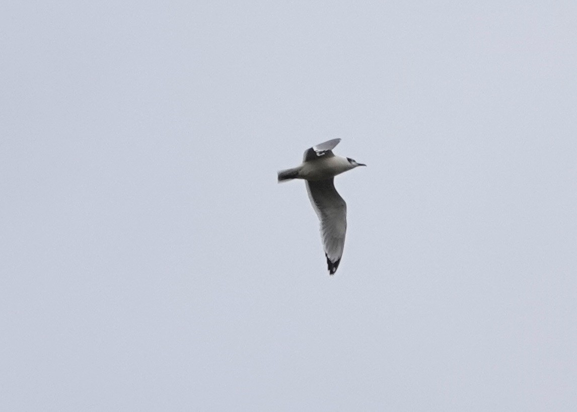 Gaviota Pipizcan - ML643513653
