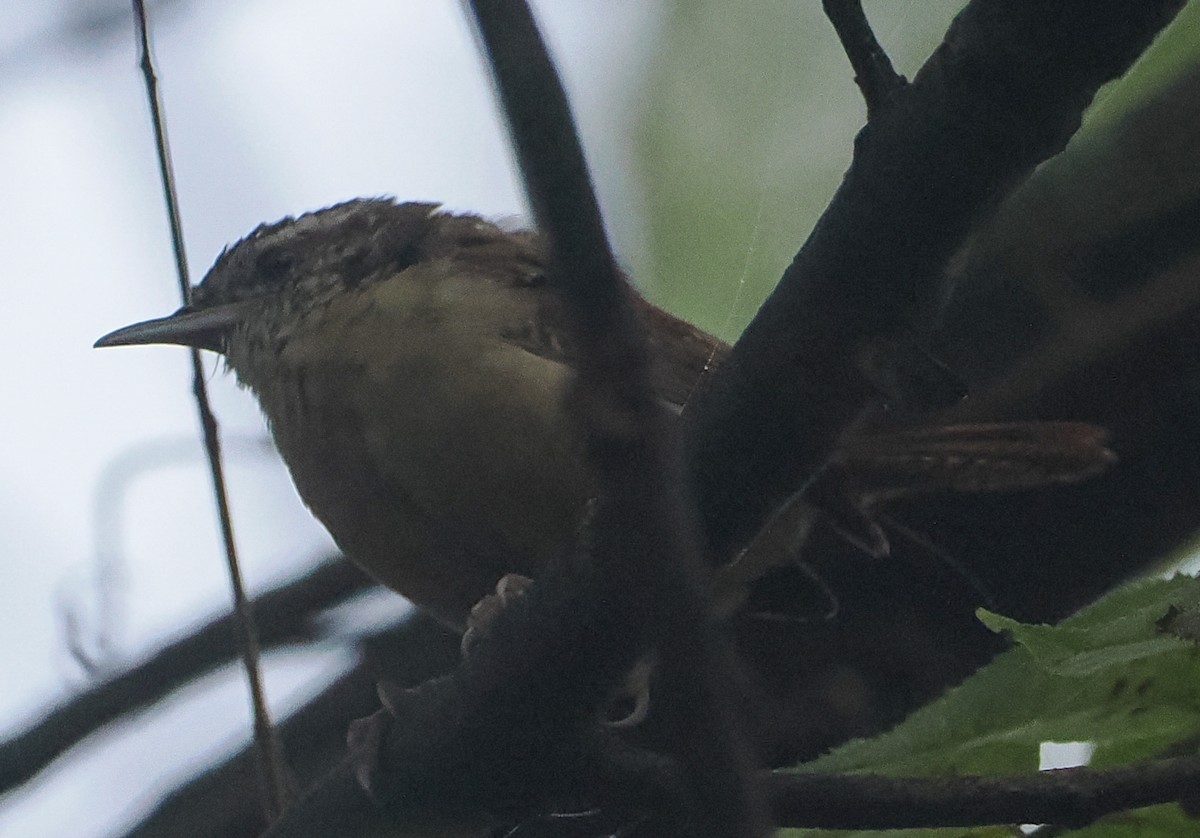 Carolina Wren - ML643513654
