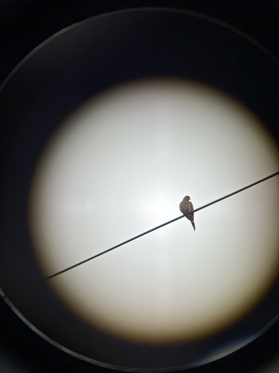 Mourning Dove - ML643513660