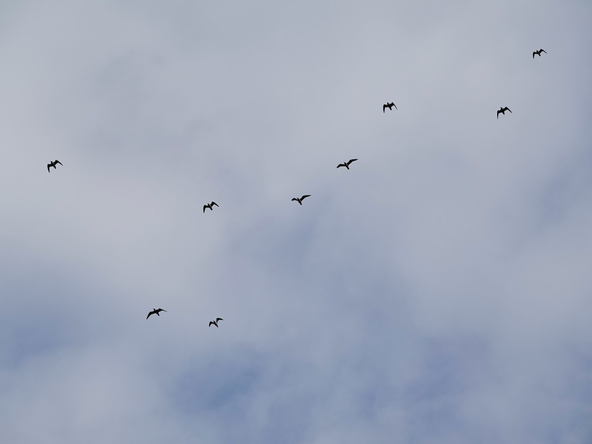 Gaviota Pipizcan - ML643513662