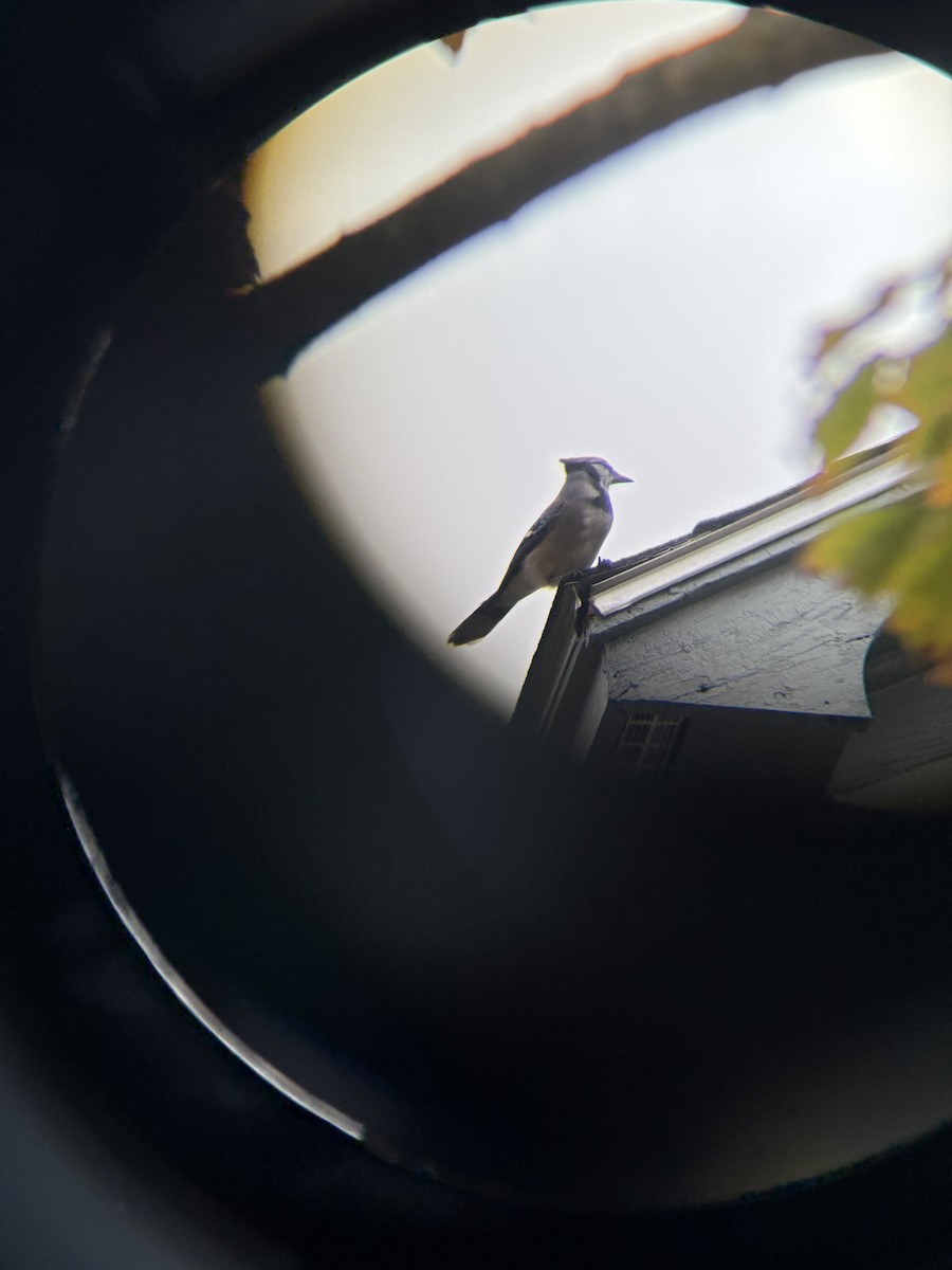 Blue Jay - ML643513665