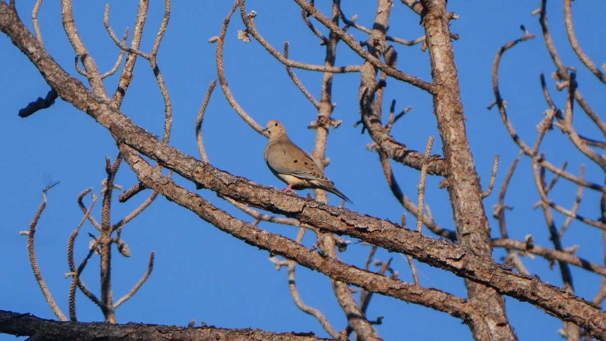 Mourning Dove - ML643513672