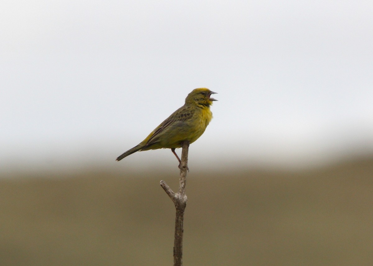 Stripe-tailed Yellow-Finch - ML643513673