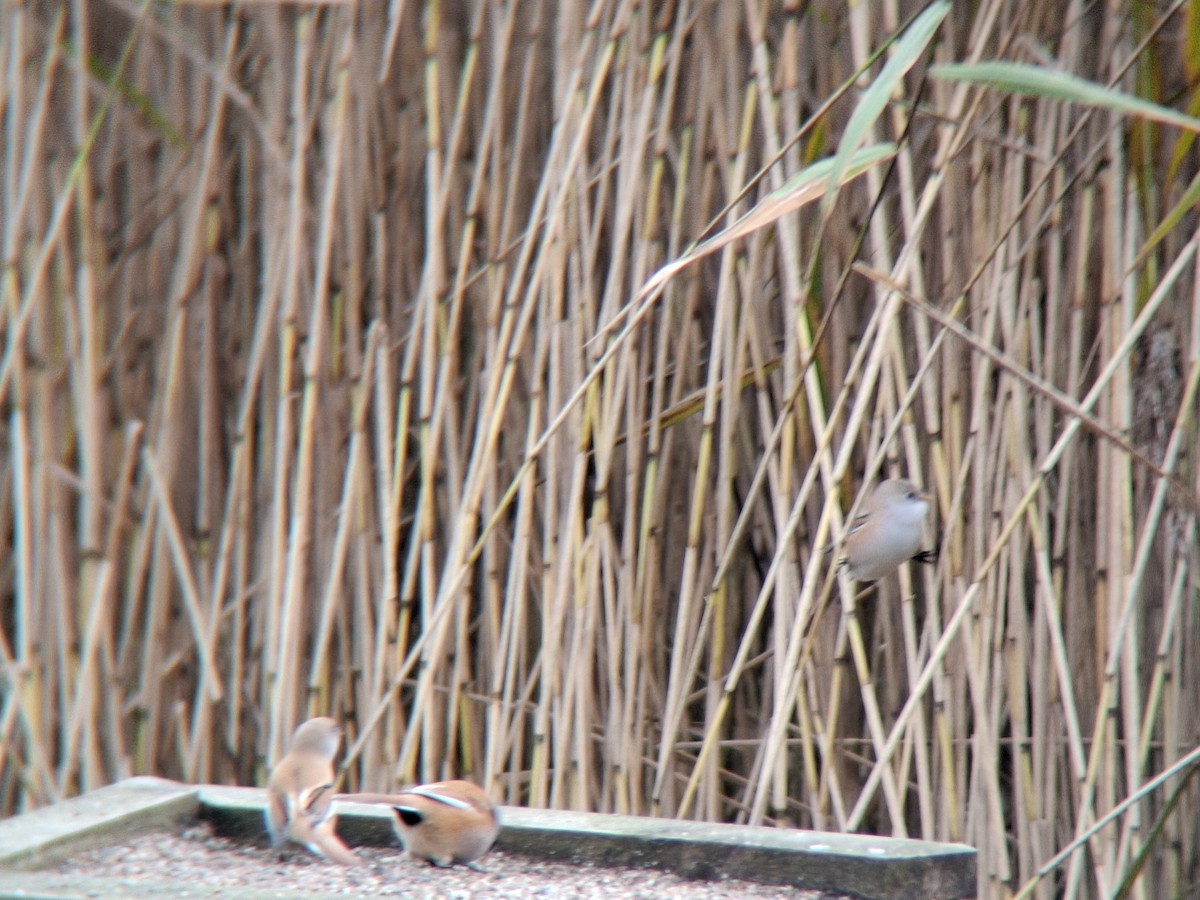 Bearded Reedling - ML643513674