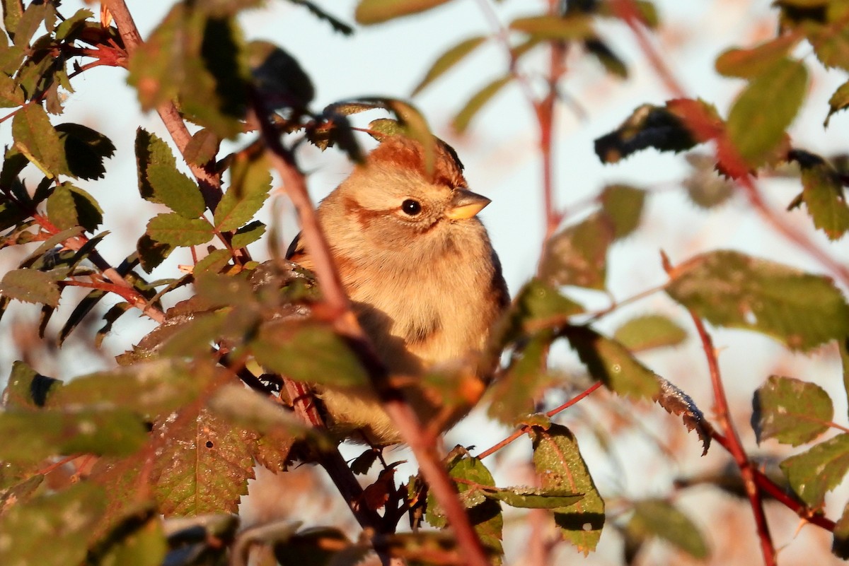 American Tree Sparrow - ML643513682