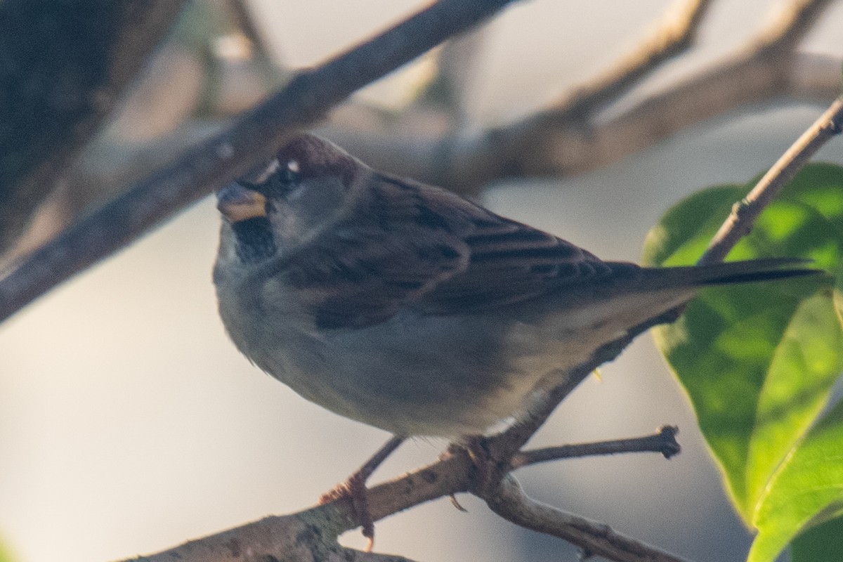 House Sparrow - ML643513688