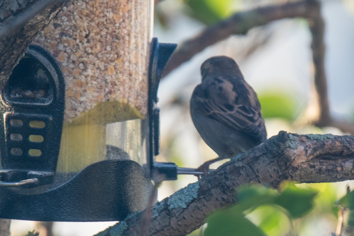 House Sparrow - ML643513689