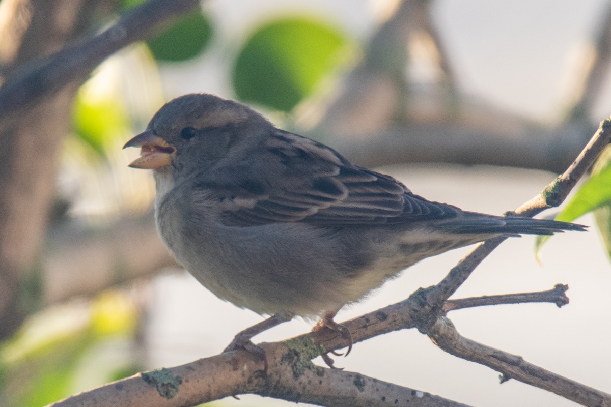House Sparrow - ML643513691
