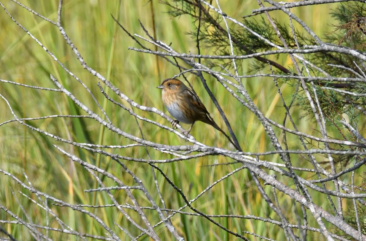 Nelson's Sparrow - ML643513693