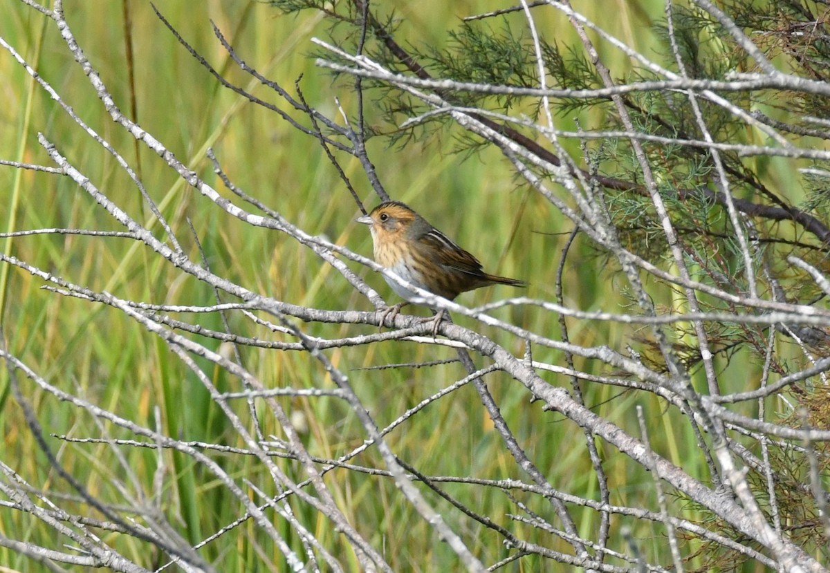 Nelson's Sparrow - ML643513694