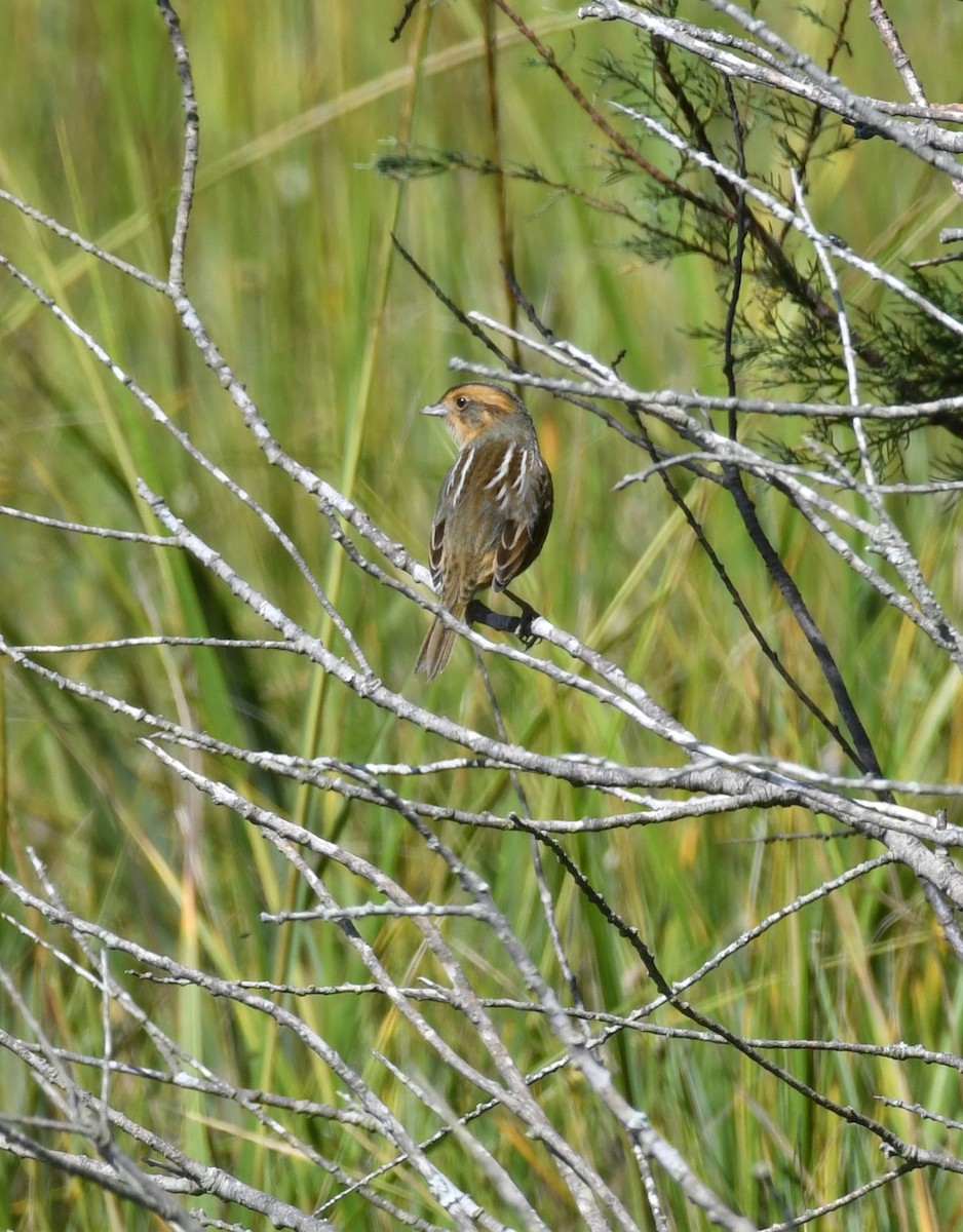Nelson's Sparrow - ML643513695