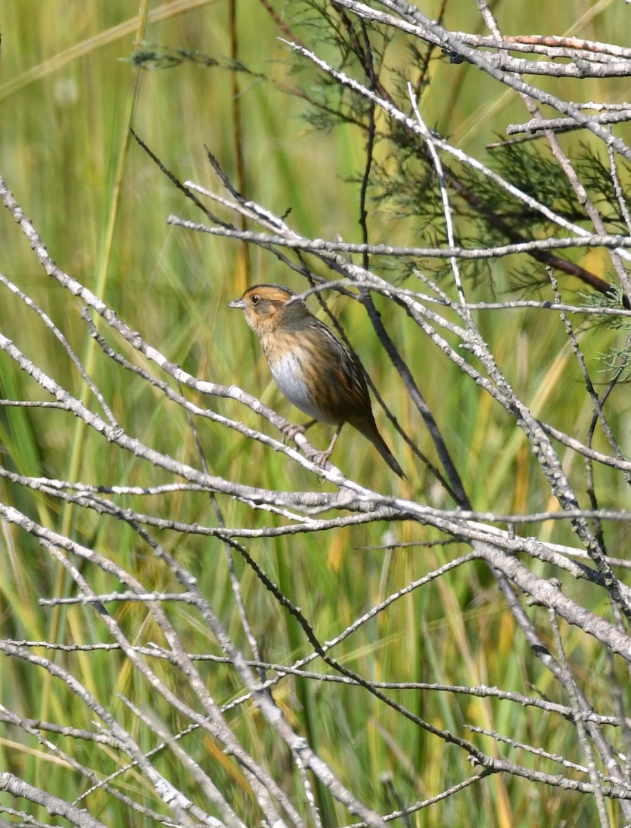 Nelson's Sparrow - ML643513696