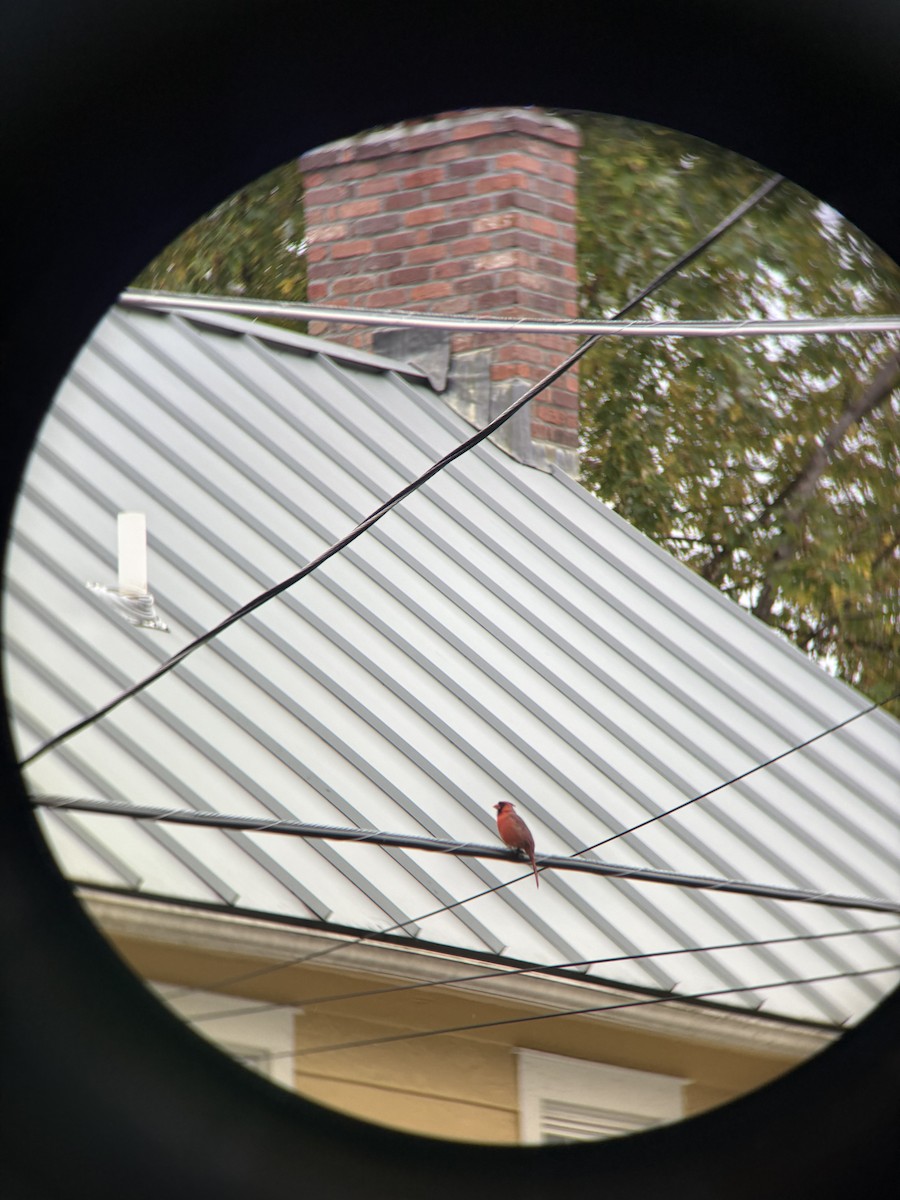 Northern Cardinal - ML643513697