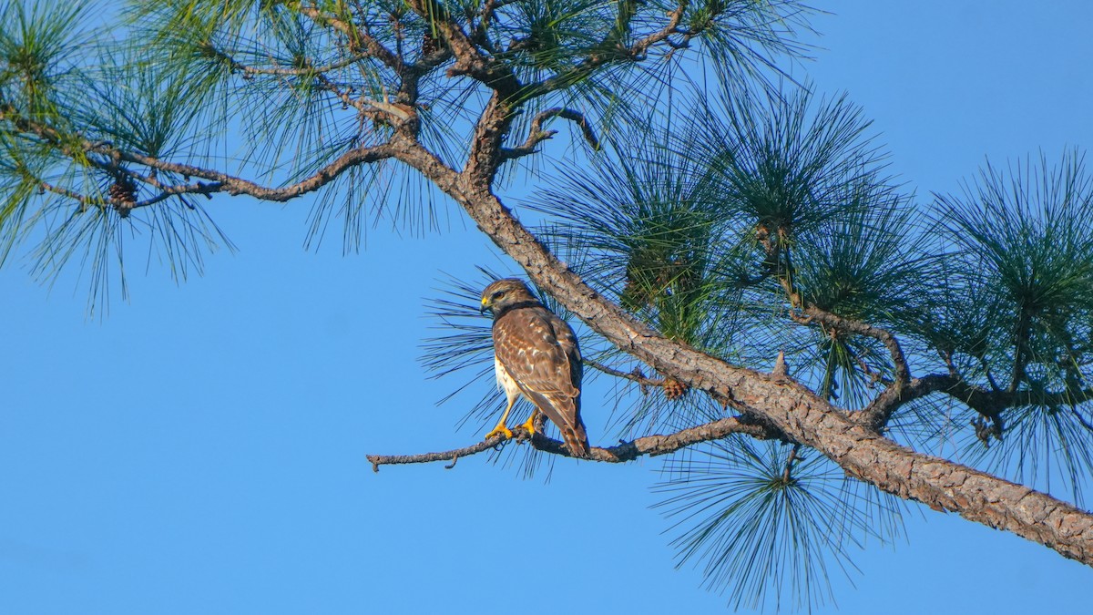 Broad-winged Hawk - ML643513705