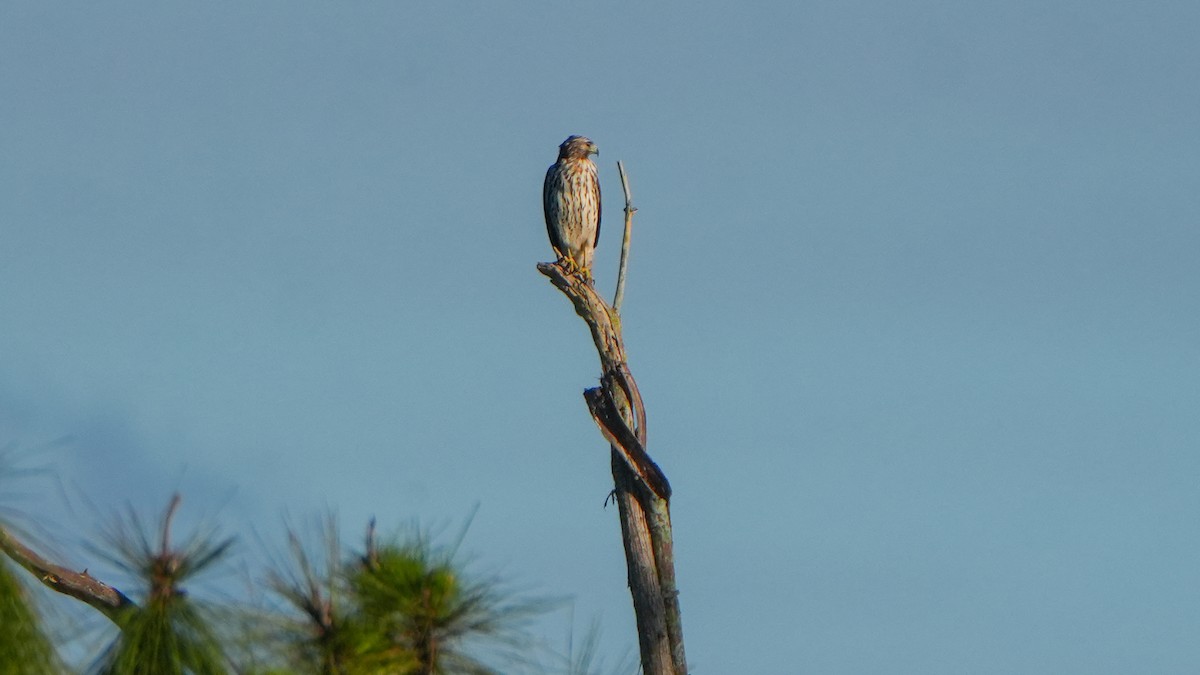 Red-shouldered Hawk - ML643513713