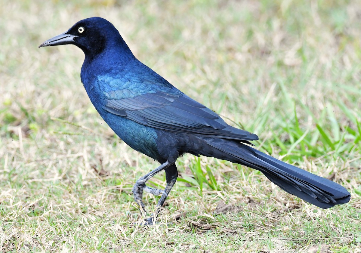 Boat-tailed Grackle - ML643513714