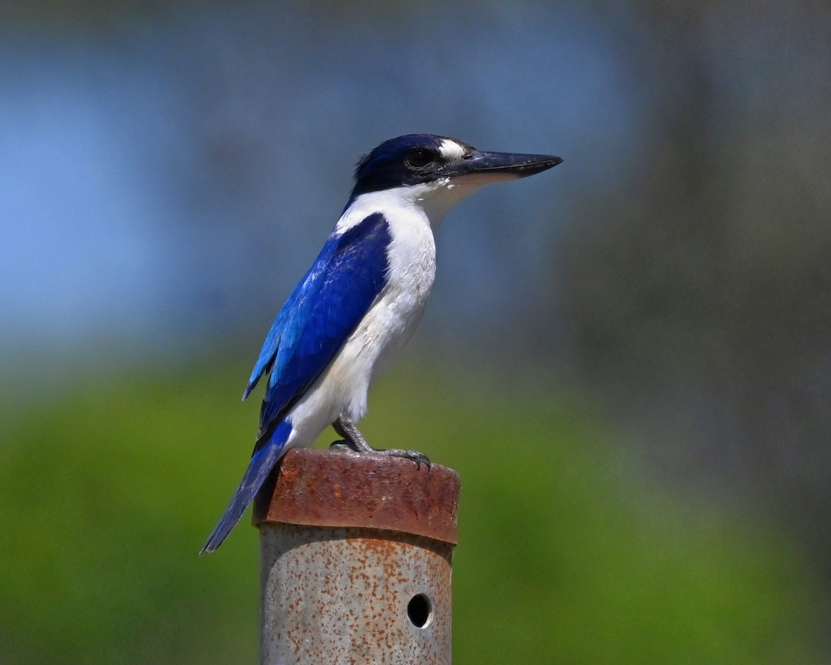 Forest Kingfisher - ML643513719